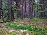 Polessky Nature Reserve