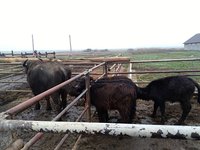 Ферма буйволов