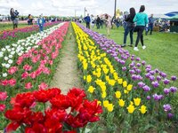 Tulip Field in Mamaivtsi