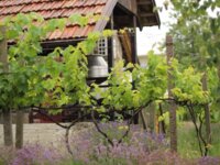 Steppe Wines Family Winery